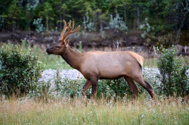 Boğa Geyiği (Wapiti), (Cervus elaphus) Bow Nehri, Canmore, Alberta, Kanada,