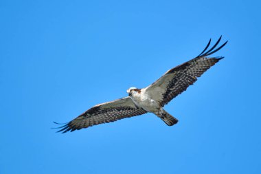 Vermillion Lakes, Banff, Alberta, Kanada uçuşunda Osprey (Pandion haliaetus),