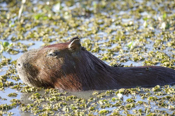 Capybara (Hydrochoerus hydrochaeris) ) — стоковое фото