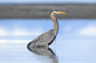 Büyük Mavi Balıkçıl (ardea herodias)