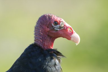 Türkiye Akbabası (katartes aura))