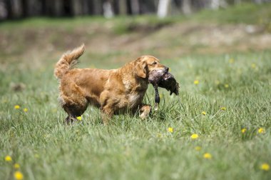 Altın geri almak taşıma ördek