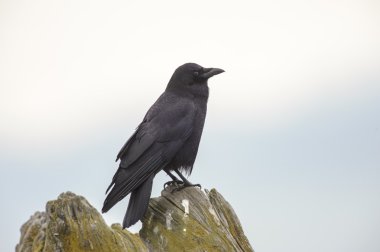 Kuzeybatı karga (Corvus caurinus)