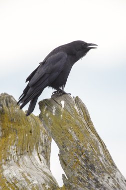 Kuzeybatı karga (Corvus caurinus)