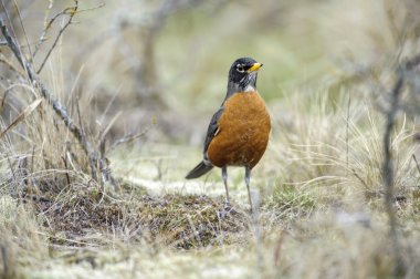 Amerikalı Robin (turdus migratorius)