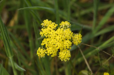 Ortak Lomatium - bahar Gold (Lomatium utriculatum)