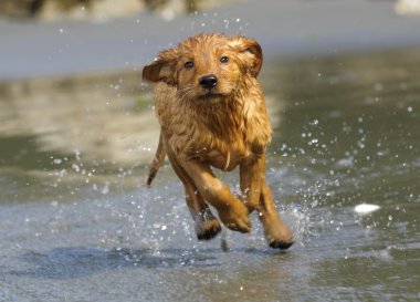 Golden Retriever Yavrusu
