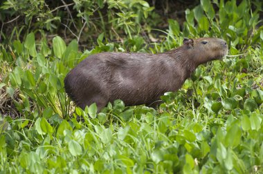 Capibara (Hydrochoerus hydrochaeris)