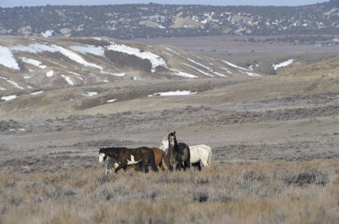 Vahşi at - Mustang - (equus caballus)