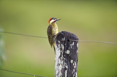 Green-barred Woodpecker (Colaptes melanochloros) on post clipart
