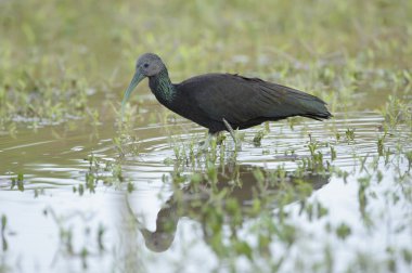 Yeşil Ibis (Mesembrinibis cayennensis)