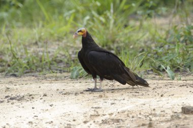 Daha az sarı başlı akbaba (Cathartes burrovianus)