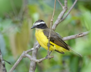 Daha az Kiskadee (Philohydor lictor)