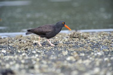 Siyah Poyraz kuşugiller (Haematopus bachmani)