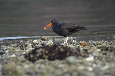 Siyah Poyraz kuşugiller (Haematopus bachmani)