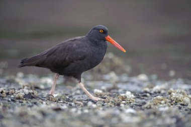 Siyah Poyraz kuşugiller (Haematopus bachmani)