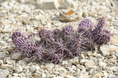 Kaktüs inciri (Opuntia fragilus)