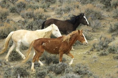 Vahşi at mustang (equus caballus)