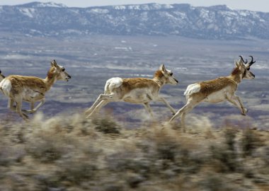 Pronghorn antilop çalışan-