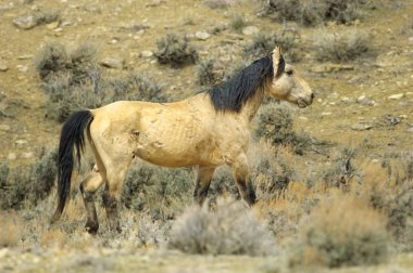 Vahşi at mustang (equus caballus)