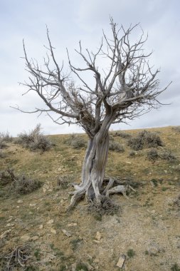Bristlecone çam ağacı