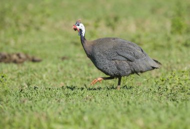 Miğferli Guineafowl (Numida meleagris)