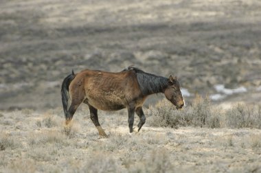 Vahşi mustang (equus caballus)