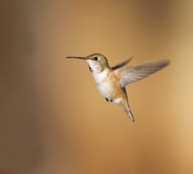 Kızıl sinek kuşu (Selasphorus rufus)