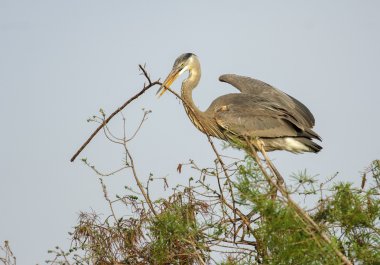 Büyük mavi balıkçıl (Ardea herodias)