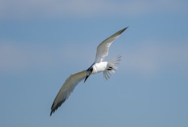 Sumru, (Thalasseus sandvicensis)