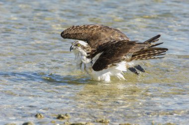 Sorguç, (Pandion haliaetus)
