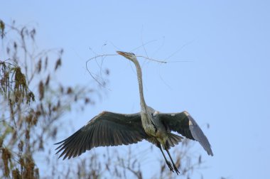 Büyük Mavi Balıkçıl (ardea herodias)