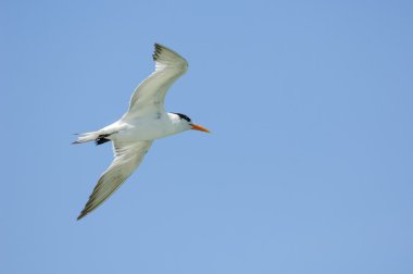 Kraliyet sumru (Sterna maxima)