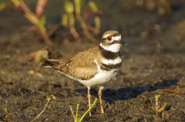 Kildeer'in (Charadrius vociferus)