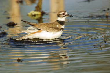 Kildeer'in (Charadrius vociferus)