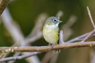 Mavi kafalı VIREO (VIREO solitarius)
