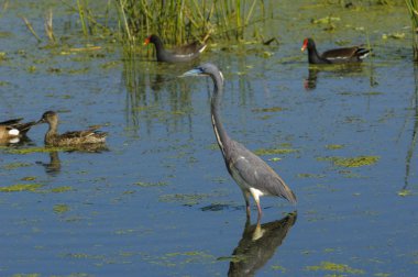Üç renkli balıkçıl (egretta üç renkli))