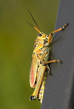 Güneydoğu Lubber çekirge (Romalea microptera)