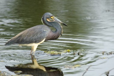 Üç renkli balıkçıl (egretta üç renkli))