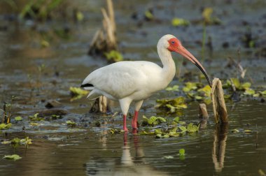 Beyaz Ibis (eudocimus albus)