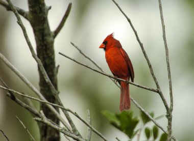 Kuzey Kardinali (kardinalis cardinalis)