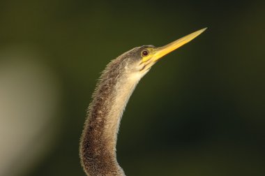 Yılanboyungiller (Yılanboyungiller Yılanboyungiller)