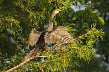 Yılanboyungiller (Yılanboyungiller Yılanboyungiller)