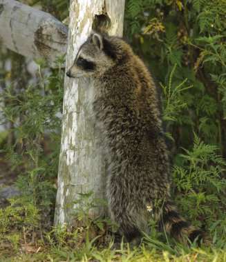 Rakun (Procyon lotor)