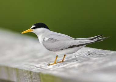 Sandviç Tern (thalasseus sandvicensis)