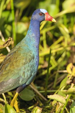 Mor Galinule (Porphyrio martinica)