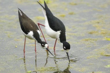 Siyah boyunlu Stilt (himantopus mexicanus)