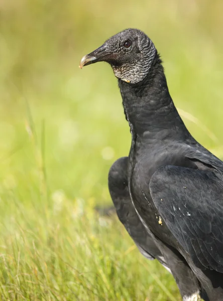 Akbaba (Coragyps stratus) baş siyah — Stok fotoğraf