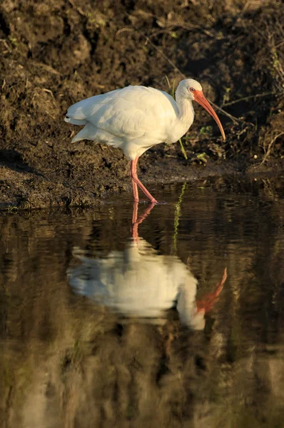 Ibis blanc et réflexion — Photo