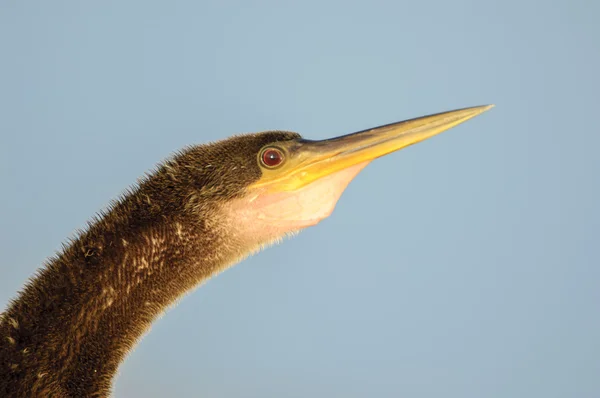 Anhinga portrét, Florida — Stock fotografie